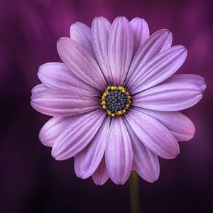 Meet your Posher, Ada